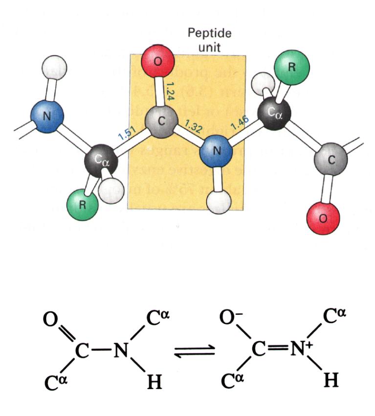 The peptide bond is planar Conformational