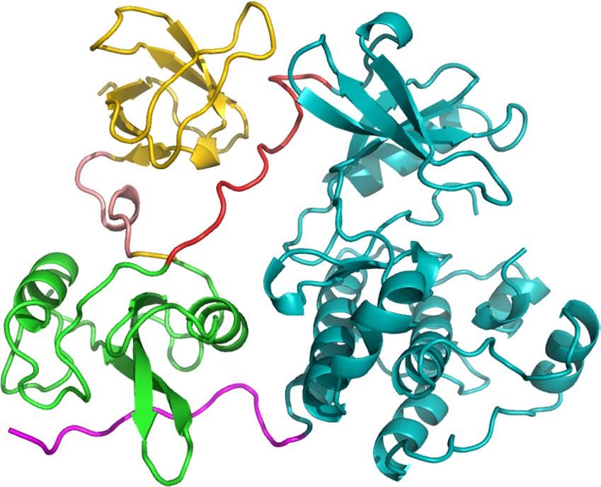There are multiple levels of protein structure Molecular biologists will