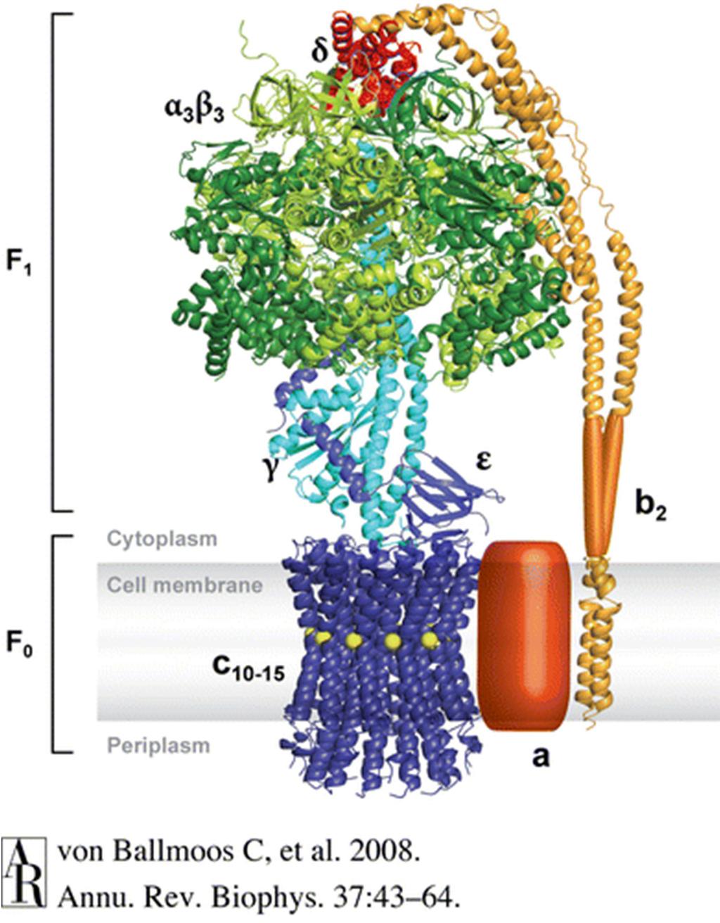 F 0 F 1 ATP synthase ~90 Å or 9 nm Whole assembly is ~0.