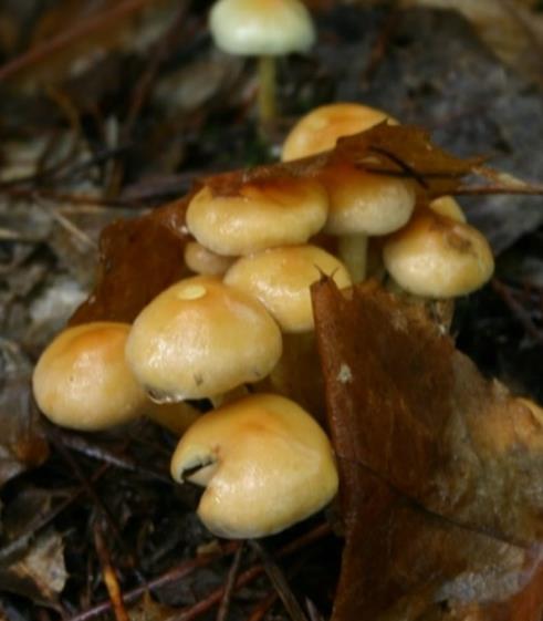 pag=c45 Is Hypholoma fasciculare introduction in chestnut groves able to reshape fungal community? 1) http://www.infopedia.