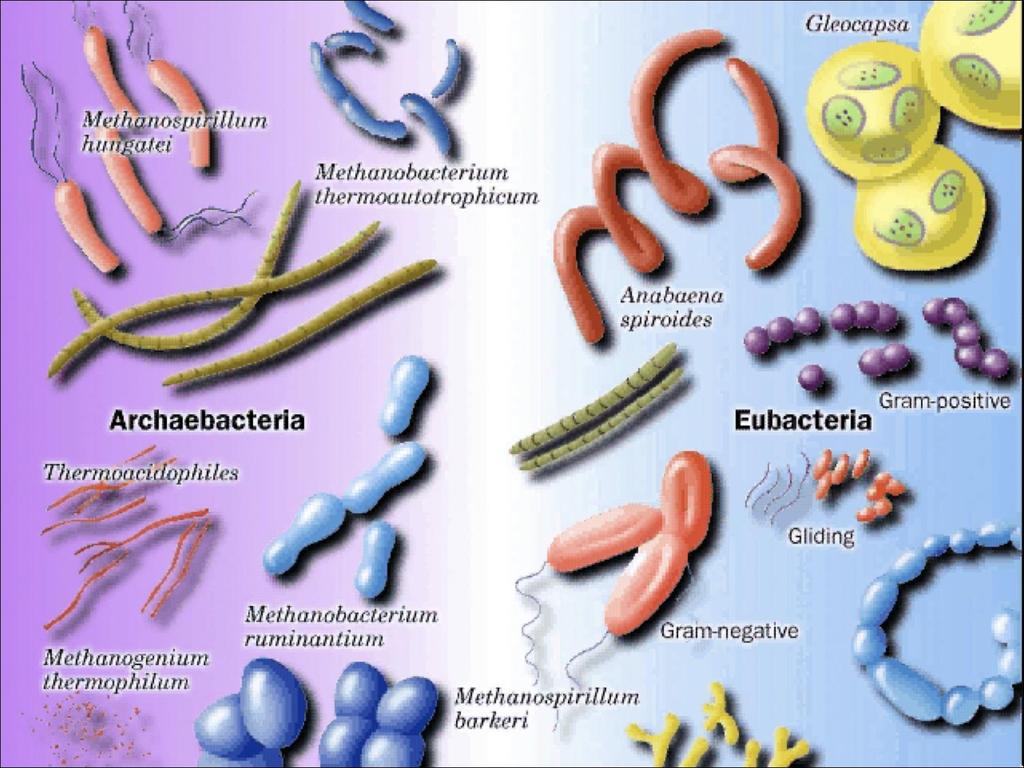 Archaea and Bacteria Archaea (or Archaebacteria) can survive in extreme environments