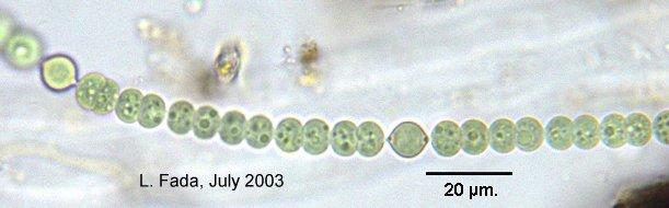 filamentous cyanobacteria Nostoc These Cyanobacteria live in clusters