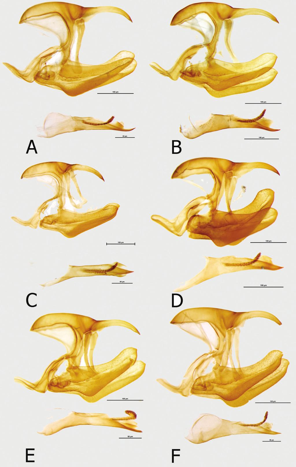 Taxonomy and distribution pattern of the African rain forest butterfly genus Euphaedra... 25 Figure 9. Male genitalia (in lateral view, aedeagus extracted): A E.