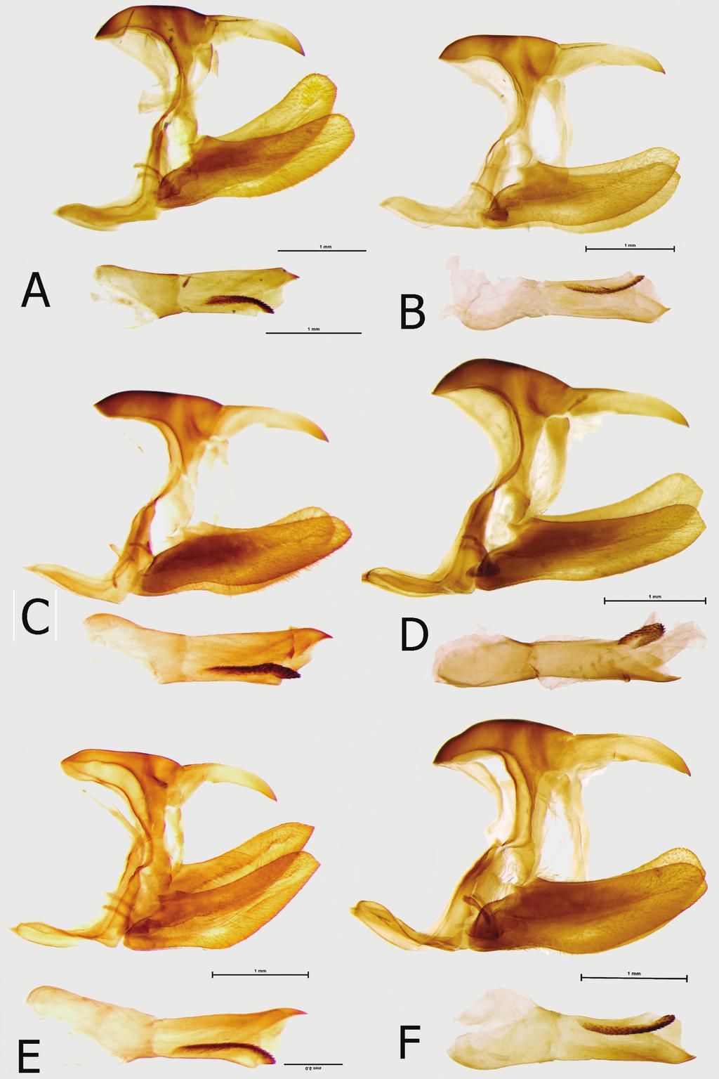 28 Tomasz W. Pyrcz et al. / ZooKeys 298: 1 37 (2013) Figure 11. Male genitalia (in lateral view, aedeagus extracted): A E. sarcoptera sarcoptera Bibiani, Ghana B E.