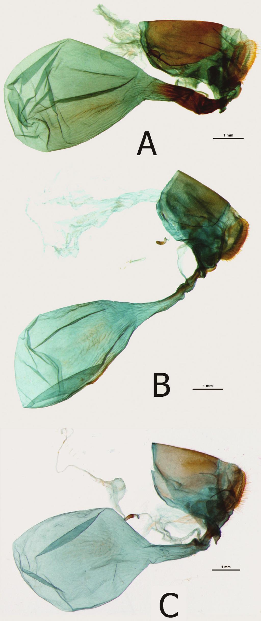 30 Tomasz W. Pyrcz et al. / ZooKeys 298: 1 37 (2013) Figure 12. Female genitalia (in lateral view): A E.