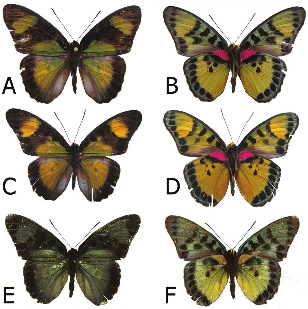 Taxonomy and distribution pattern of the African rain forest butterfly genus Euphaedra... 5 Figure 1.