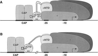 Variations in the details of CAP activation of promoters CAP is activated by binding of camp (intracellular levels elevated when glucose is low) CAP Protein dimerizes and binds to DNA (promoter