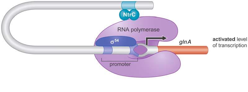 Allosteric activation: example ntrc The majority of activators work by recruitment, such as CAP.