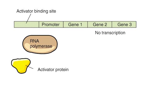 Variations on a theme Transcriptional activation mechanism maltose metabolism Example: maltose, sugar carbon (food) source