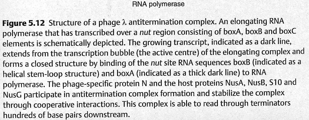 Example: Antitermination in bacteriophage λ RNA