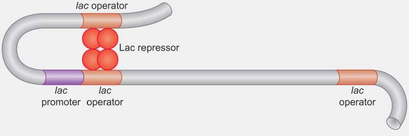 lac operon Lac repressor binds as a tetramer, with each operator is contacted by a repressor dimer.