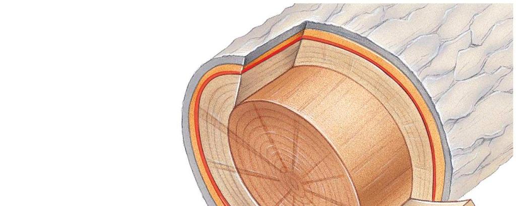 Fig. 35-22 Growth ring Vascular