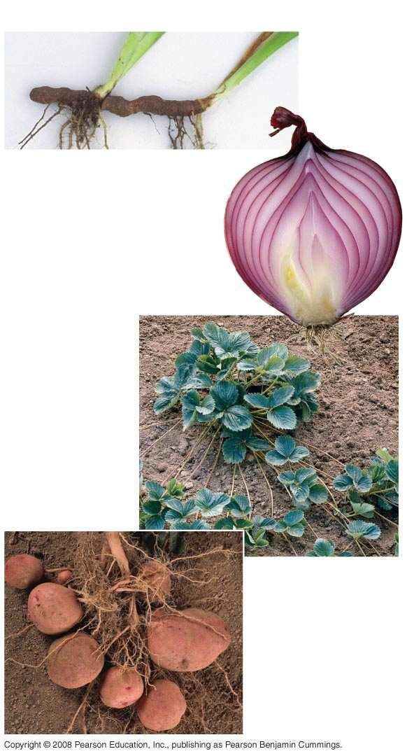Fig. 35-5 Rhizomes Bulbs Storage