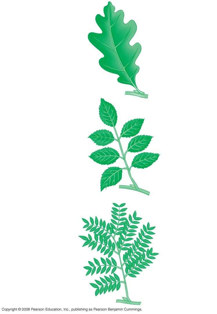 Fig. 35-6 (a) Simple leaf Petiole Axillary bud (b) Compound leaf Leaflet