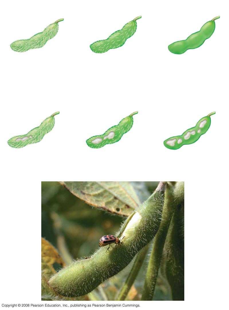Fig. 35-9 EXPERIMENT Very hairy pod (10 trichomes/ mm 2 ) RESULTS Slightly hairy pod (2 trichomes/ mm 2