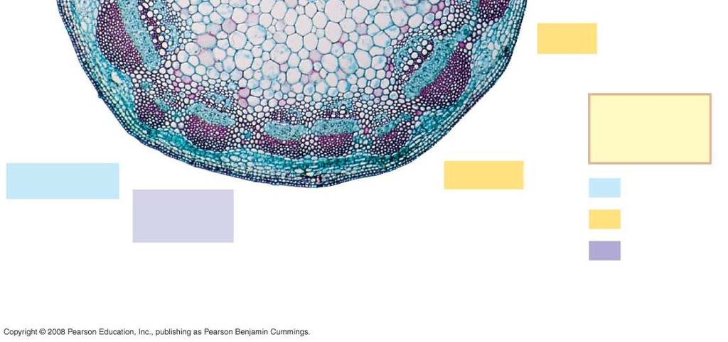 (a) Vascular bundle 1 mm Cortex Cross section of stem with