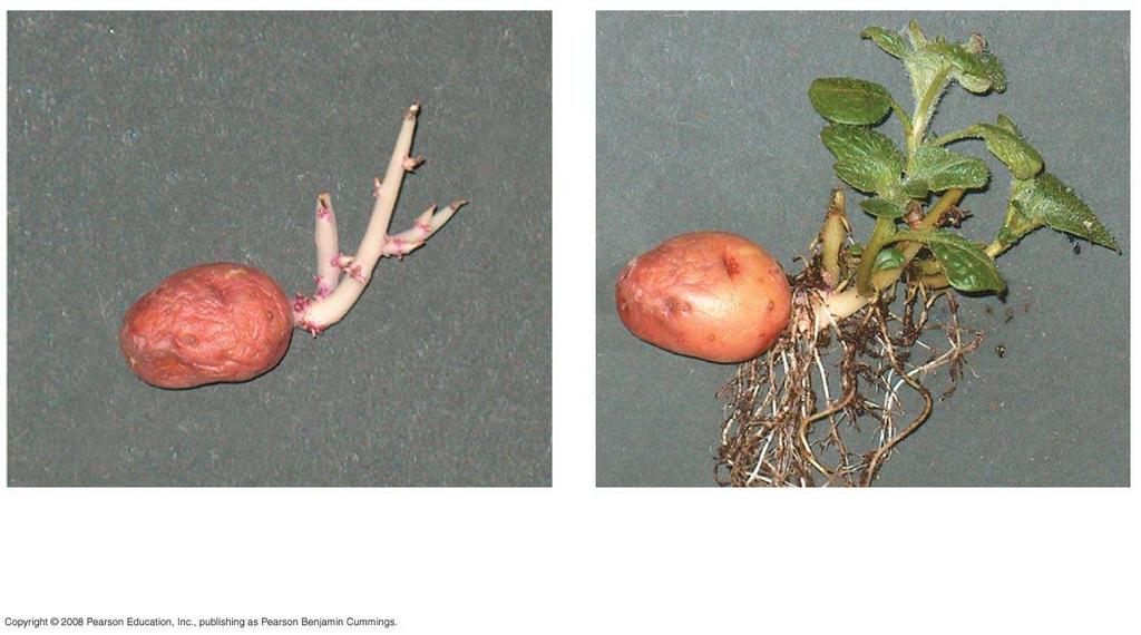 Fig. 39-2 Light-induced de-etiolation (greening) of dark-grown potatoes