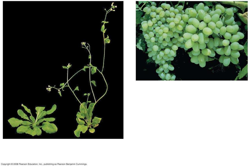 Fig. 39-10 (a) Gibberellin-induced stem growth (b) Gibberellin-induced fruit growth Auxin, cytokinins,