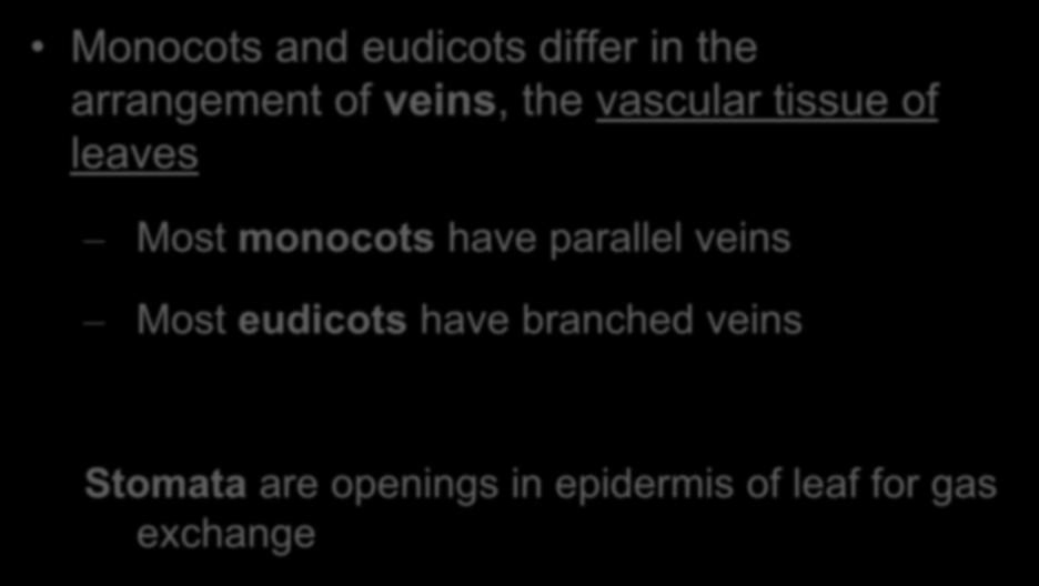 Monocots and eudicots differ in the arrangement of veins, the vascular tissue of leaves Most monocots have
