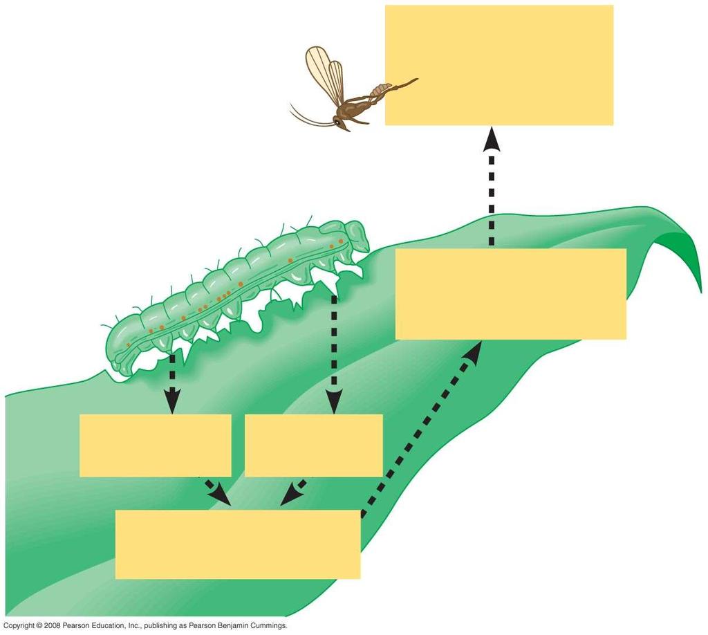 Fig. 39-28 4 Recruitment of parasitoid wasps that lay their eggs within caterpillars 3 Synthesis