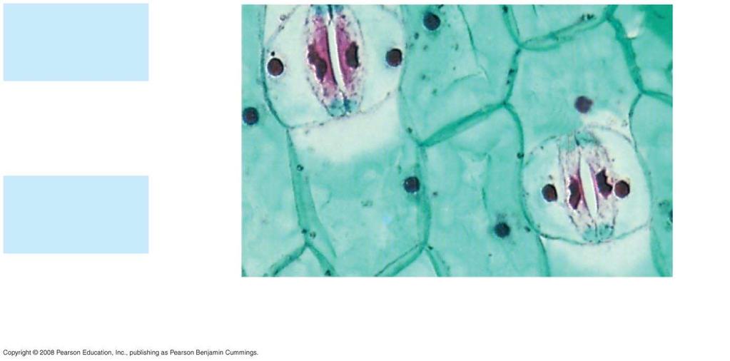Fig. 35-18b 50 µm Guard cells Stomatal pore Epidermal