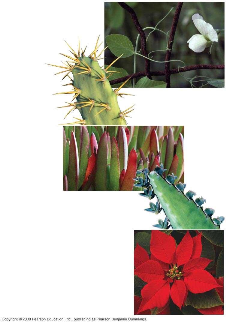 Fig. 35-7 Some plant species have