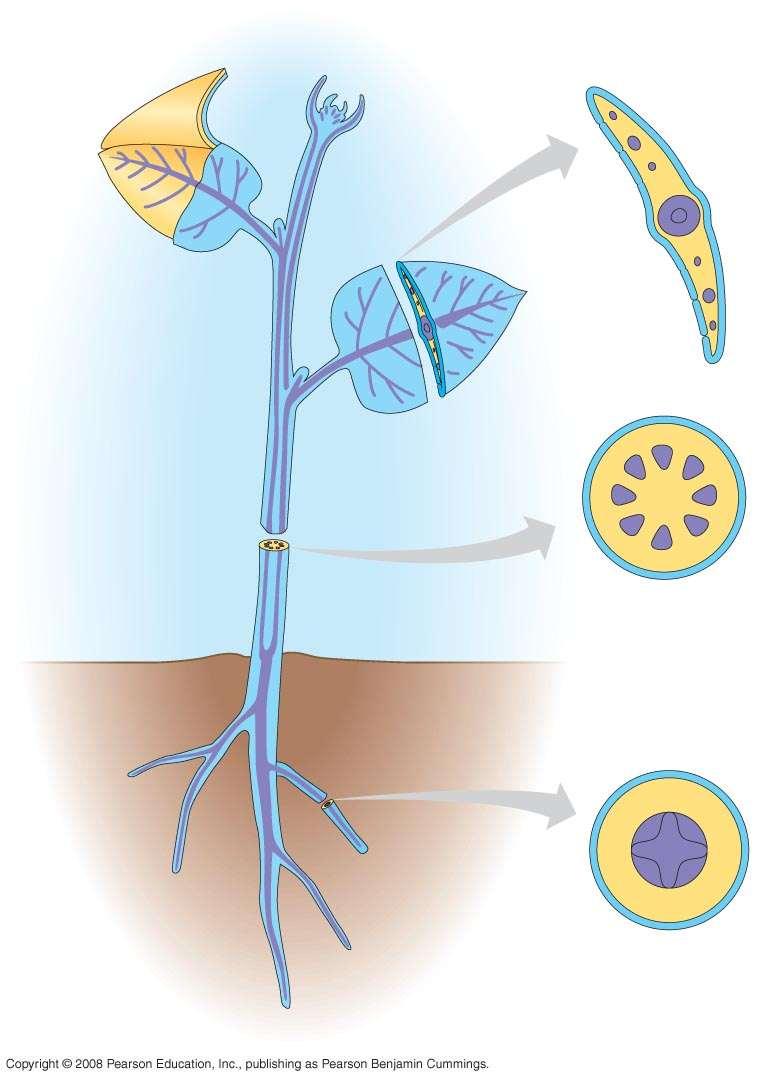 Fig. 35-8 Dermal, Vascular, and Ground Tissues Each plant organ has dermal, vascular, and ground