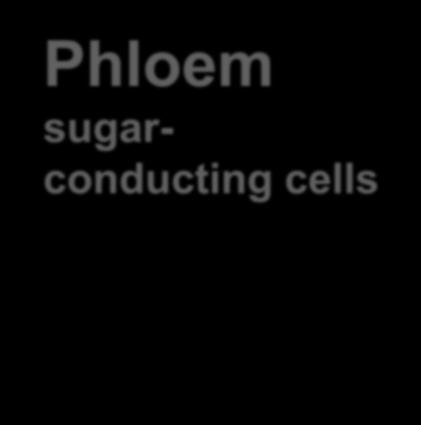 sugarconducting cells Sieve-tube elements Plasmodesma Sieve plate Nucleus of
