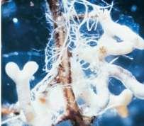 xylem Roots and the hyphae of soil fungi