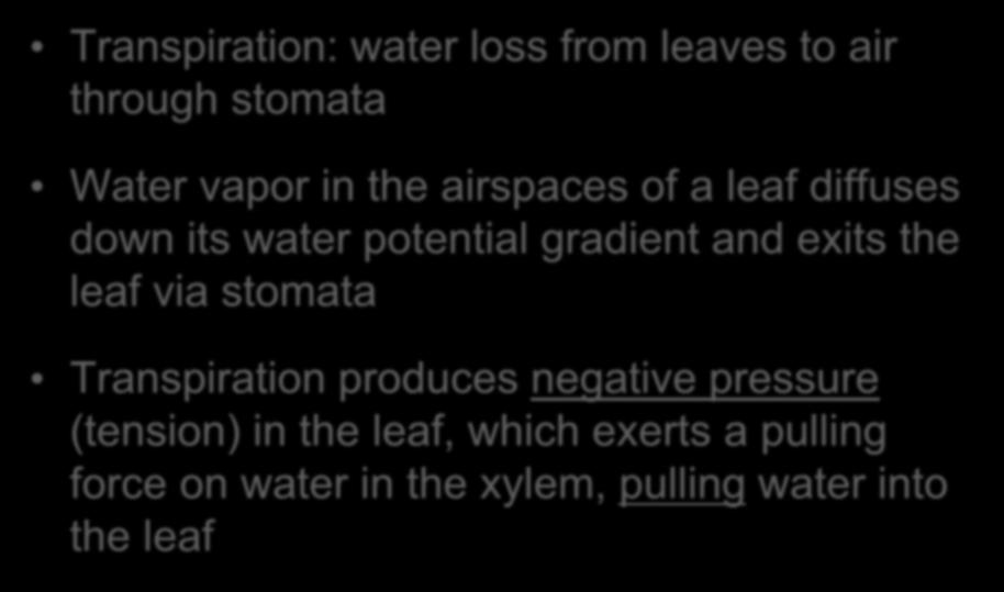 Transpirational pull Transpiration: water loss from leaves to air through stomata Water vapor in the airspaces of a leaf diffuses down its water potential gradient and