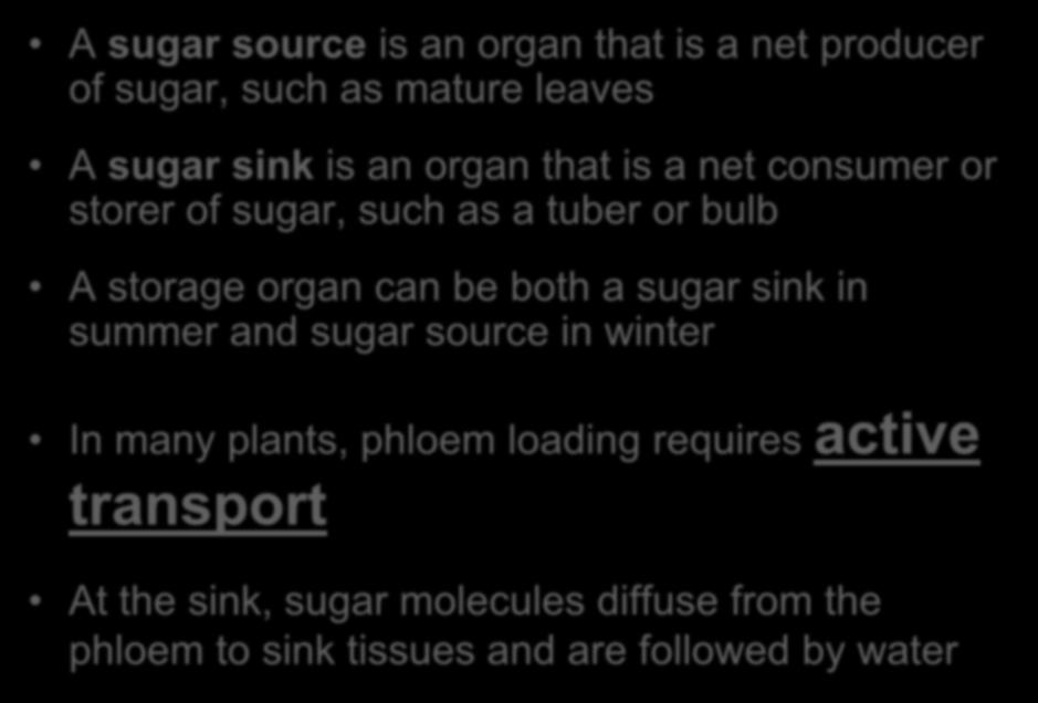Movement from Sugar Sources to Sugar Sinks A sugar source is an organ that is a net producer of sugar, such as mature leaves A sugar sink is an organ that is a net consumer or storer of sugar, such