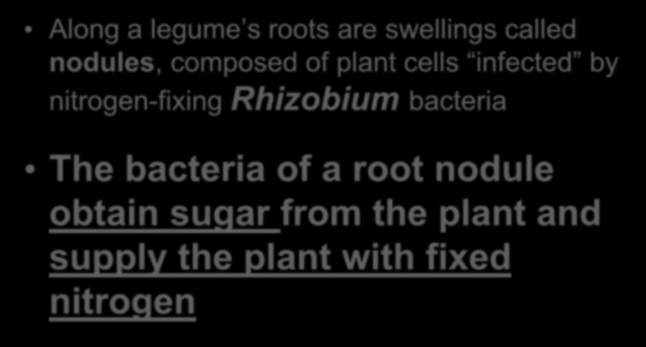 Along a legume s roots are swellings called nodules, composed of plant cells infected by nitrogen-fixing