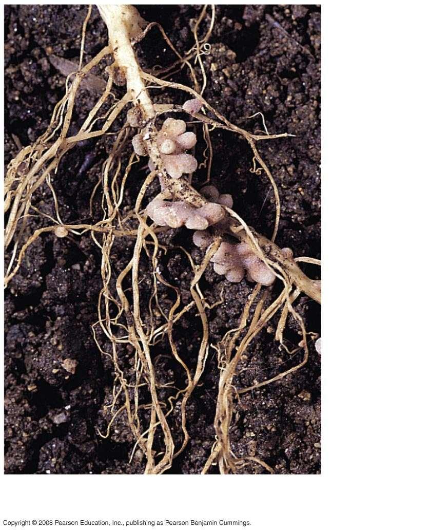 Fig. 37-10a Root nodules on