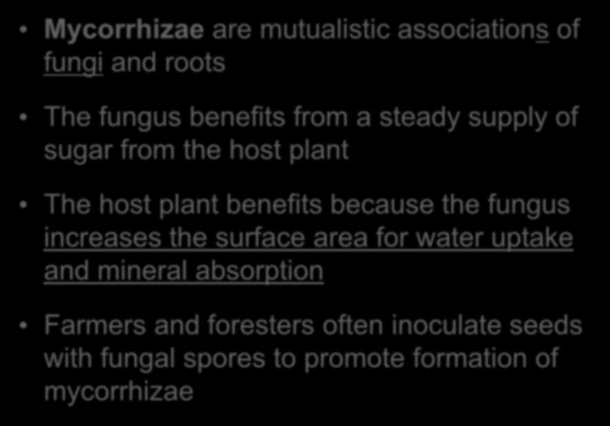 Fungi and Plant Nutrition Mycorrhizae are mutualistic associations of fungi and roots The fungus benefits from a steady supply of sugar from the host plant The host plant benefits