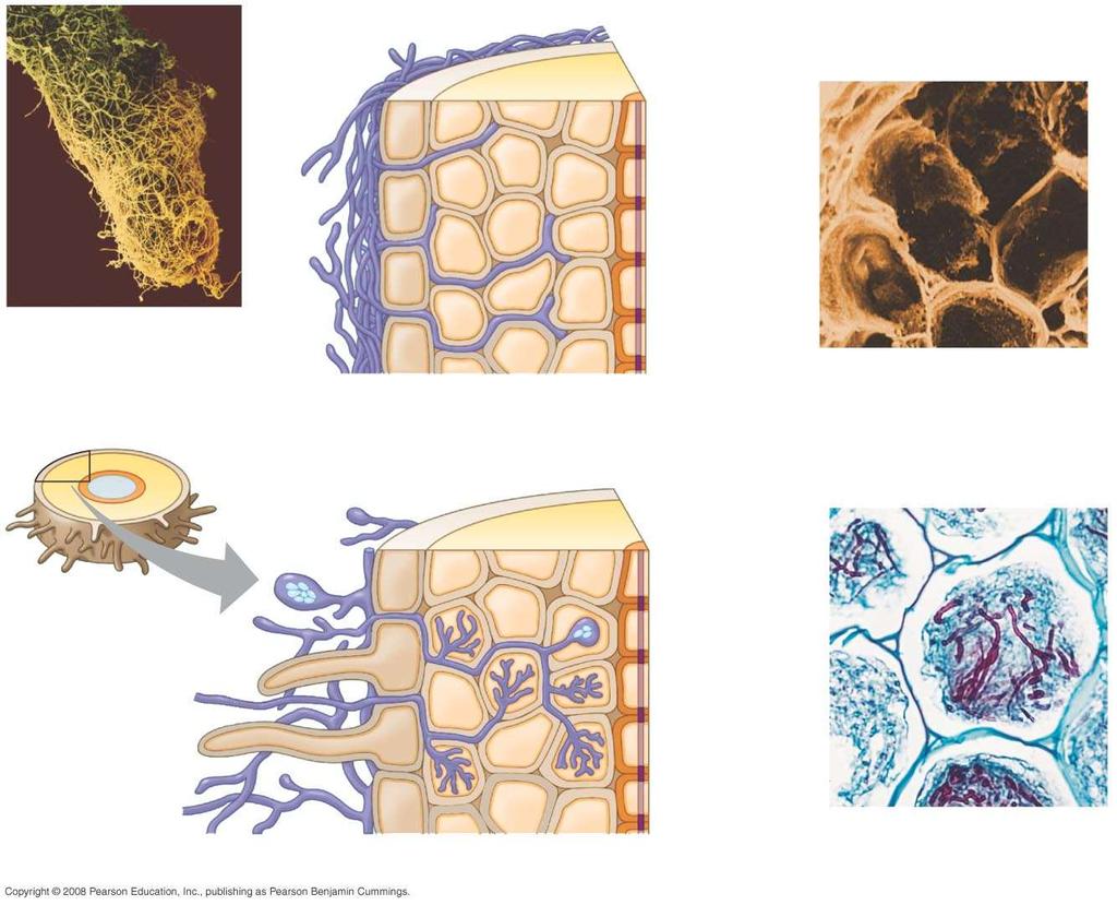 Fig. 37-12 Epidermis Cortex Mantle (fungal sheath) 100 µm Endodermis Mantle (fungal sheath) Fungal hyphae between cortical cells (colorized SEM) (a) Ectomycorrhizae Epidermis Cortex