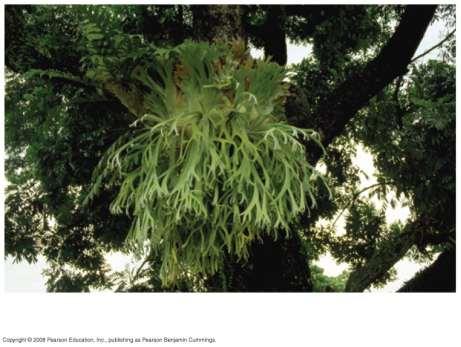 other organisms in nonmutualistic ways An epiphyte
