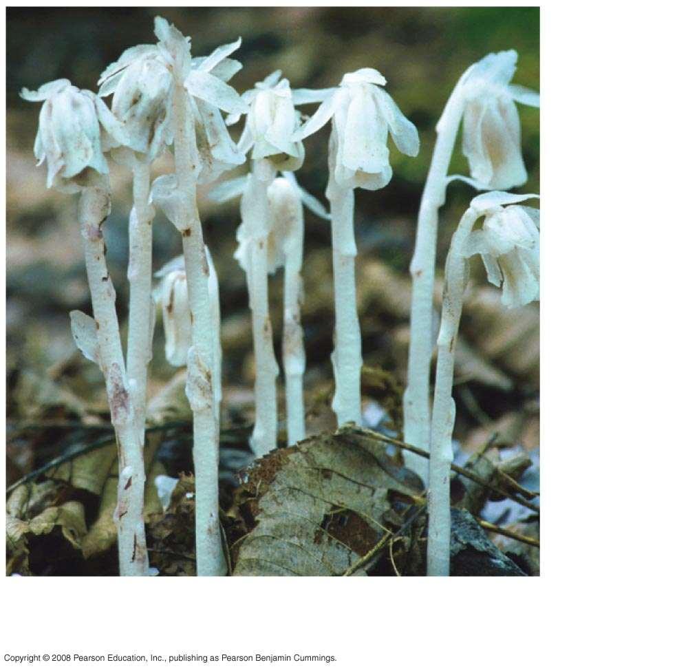 Fig. 37-14d Indian pipe, a
