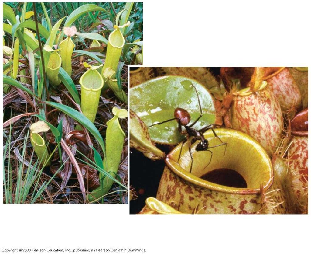 Fig. 37-14f-1 Carnivorous plants are photosynthetic but obtain