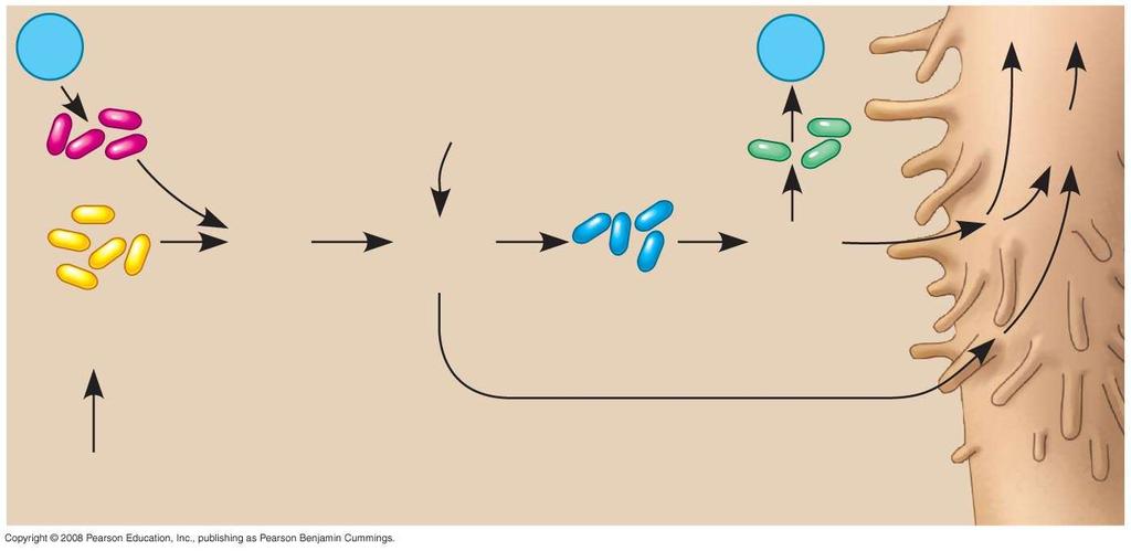 Fig. 37-UN1 N 2 (from atmosphere) (to atmosphere) N 2 Nitrogen-fixing bacteria H + (from soil) Denitrifying bacteria NH