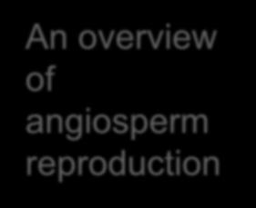 Egg (n) Sperm (n) Key Mature sporophyte plant (2n) Zygote (2n) Haploid (n) Diploid (2n)