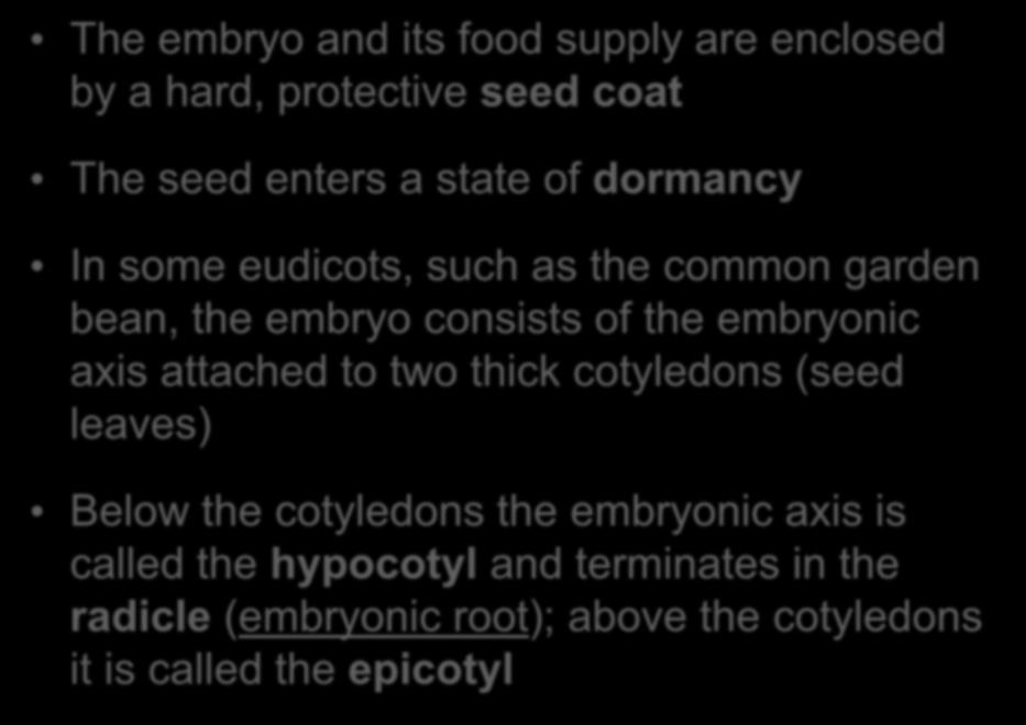 Structure The embryo of the Mature and its Seed food supply are enclosed by a hard, protective seed coat The seed enters a state of dormancy In some eudicots, such as the common garden bean, the