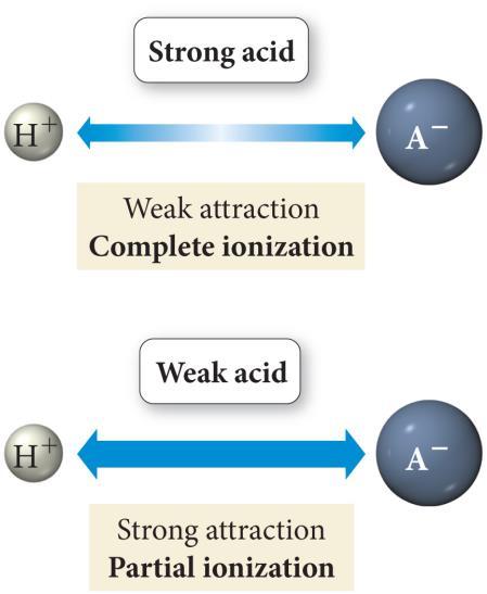 When the attraction between H + and A is weak, the acid is strong. On the other hand, if the attraction between H + and A is strong, the acid is weak.