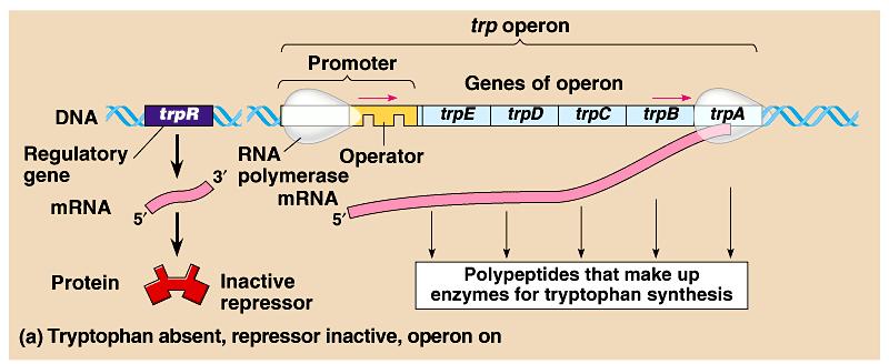 Tryptophan operon: An example of a repressible operon http://highered.
