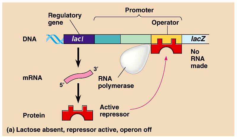 lac Operon: An Inducible Operon Usually on or off?