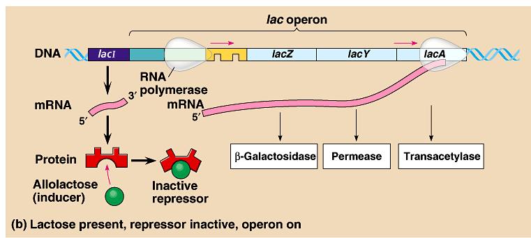 Role of Allolactose as inducer of lac operon expression or its active transcription