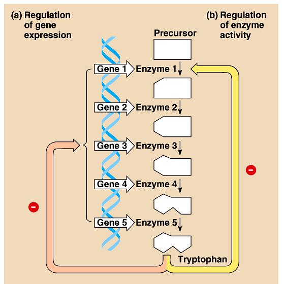 Control of Tryptophan Biosynthesis in Bacteria Feedback