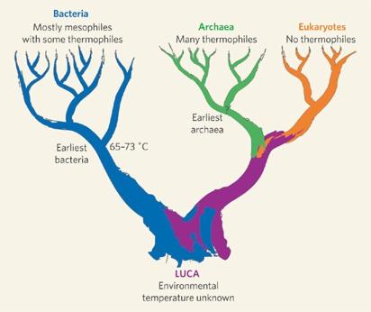 The first cell was forming This LUCA cell (last universal common ancestor) is the ancestor of all life on Earth today and lived during the