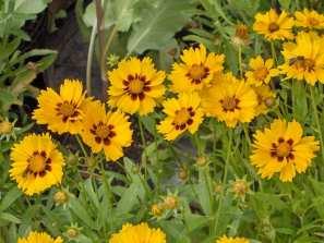 Differences between annuals and perennials Germination Death