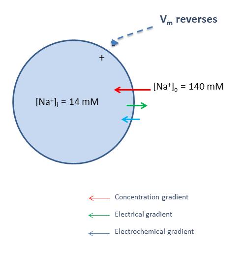 Loot at their concentration gradient (red arrow): the concentration of Na + ions is higher outside than inside. Thus, Na + ions tend to enter the neuron through the open Na + channels.