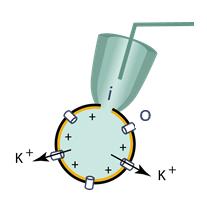 If only K + channels are open in the membrane, then K + ions will exit until the membrane potential reaches E K (EK = -90 mv approximately).